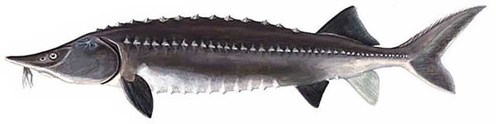 魚子醬