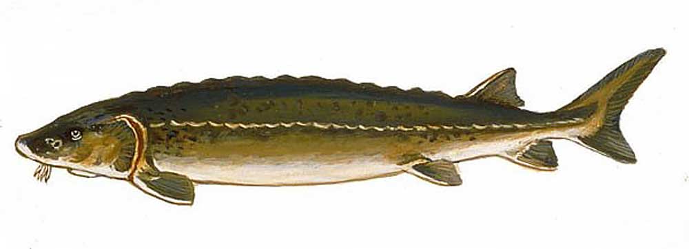 Russian Ossetra sturgeon