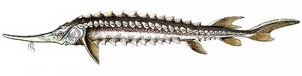 Sevruga sturgeon