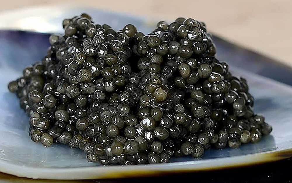 Sevruga sturgeon caviar