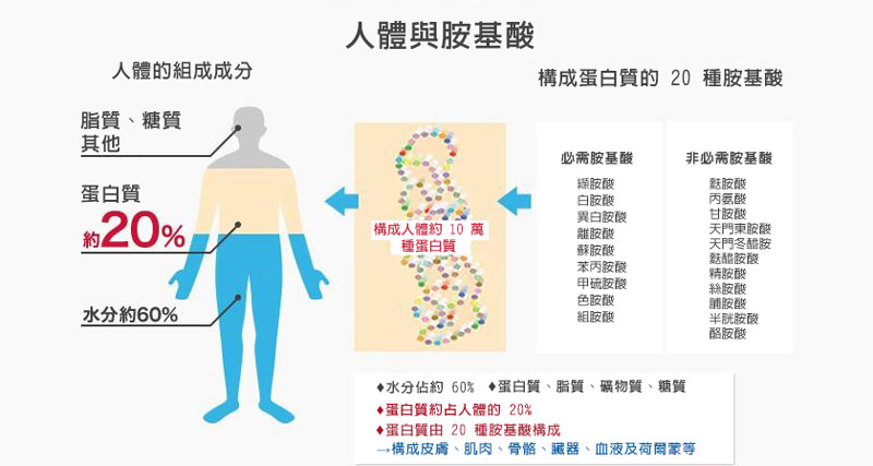 人體與氨基酸的關係 人體與氨基酸的關係
