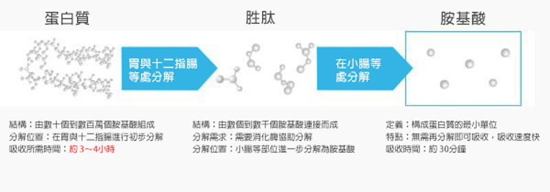 蛋白質與氨基酸的關係 蛋白質與氨基酸的關係